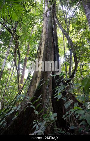 Ecuador, Foresta pluviale Amazzonica, Rio Napo, vicino a Coca, un albero gigante Kapok nel Parco Nazionale di Yasuni, il 14 2022 novembre. Yasuni National Park, nel profondo della giungla amazzonica dell'Ecuador, una delle destinazioni più biodiversificate del pianeta! Foto di Tomas Stevens/ABACAPRESS.COM Foto Stock