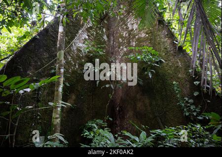 Ecuador, Foresta pluviale Amazzonica, Rio Napo, vicino a Coca, un albero gigante Kapok nel Parco Nazionale di Yasuni, il 14 2022 novembre. Yasuni National Park, nel profondo della giungla amazzonica dell'Ecuador, una delle destinazioni più biodiversificate del pianeta! Foto di Tomas Stevens/ABACAPRESS.COM Foto Stock