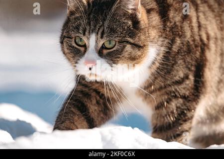 Un primo piano di un adorabile gatto tabby dall'occhio verde nella neve Foto Stock