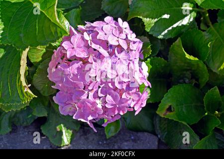 Fiore di idrangea lilla (Hydrangea macrophylla) in giardino Foto Stock