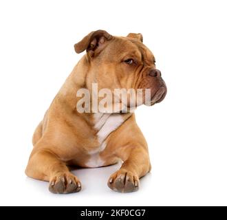 vecchio bulldog inglese di fronte a sfondo bianco Foto Stock