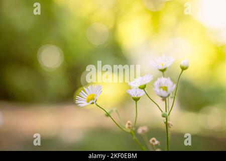 Primo piano di fiori margherite su sfondo naturale, primo piano artistico natura. Primavera estate floreale scenico. Sognare vintage prato sfocato in campo forestale Foto Stock