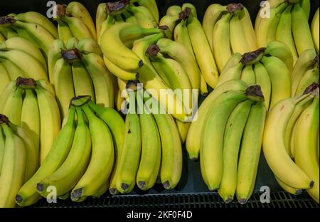 Mazzetti di banane in maturazione Foto Stock