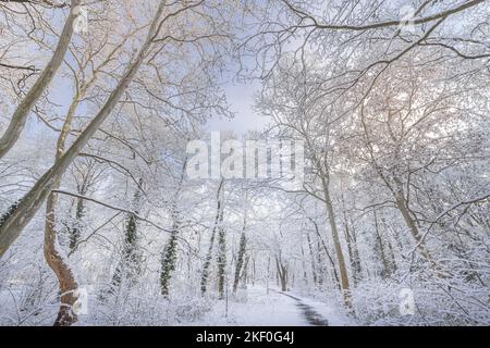 paesaggio naturale invernale all'alba. Splendido sfondo naturale natalizio, percorso forestale ghiacciato e innevato, incredibile paesaggio naturale idilliaco. Percorso tranquillo Foto Stock