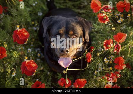 Rottweiler nel papavero Foto Stock