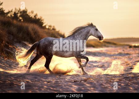 Pura Raza Espanola in spiaggia Foto Stock