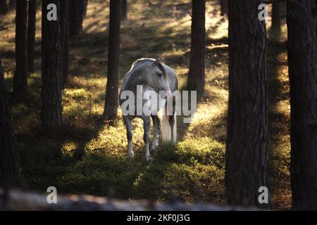 Pura Raza Espanola alla luce della sera Foto Stock