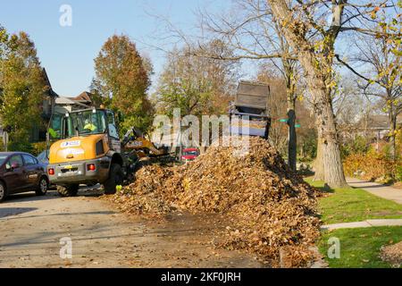 Caricatore frontale utilizzato per il raccoglitore di foglie autunnali. Distretto storico, Oak Park, Illinois. Le foglie saranno compostate. Foto Stock