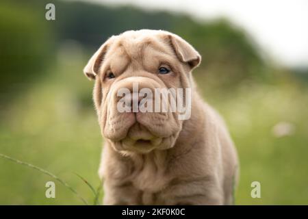 Ritratto di Shar Pei Puppy Foto Stock