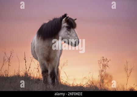 Cavallo islandese in piedi Foto Stock