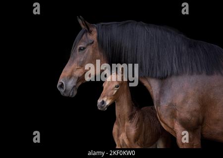 Ritratto austriaco di Warmbloods Foto Stock