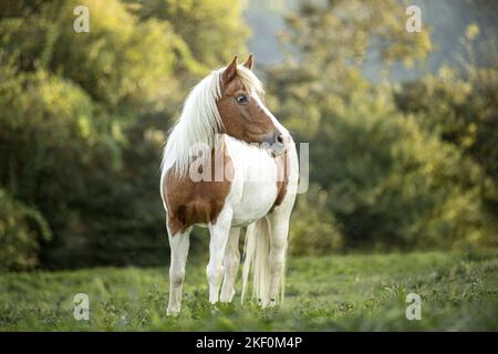 Pony Foto Stock