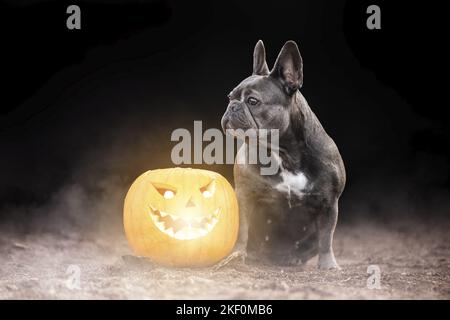 Udienza bulldog francese Foto Stock