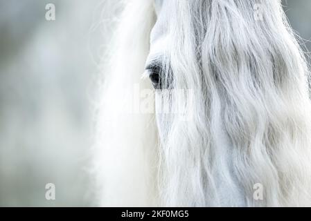 Pura Raza Española eye Foto Stock