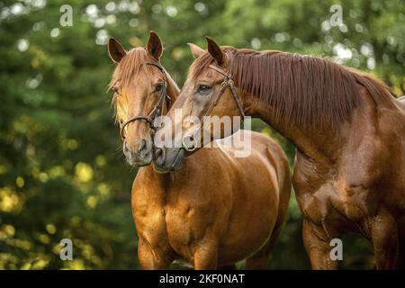 2 Warmbloods austriaci Foto Stock