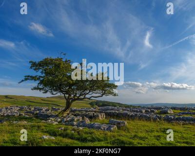 Lone Tree presso la riserva naturale di Winskill Stones, vicino a Langcliffe, nelle valli dello Yorkshire Foto Stock