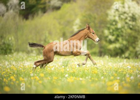 Nemico austriaco di warmblood Foto Stock