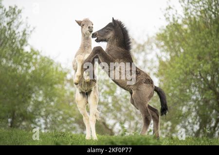 2 cavalli scialpi islandesi Foto Stock