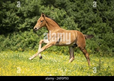 Warmblood puledro Foto Stock