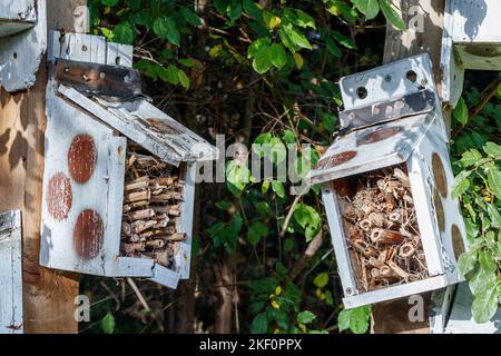 Scatole 'insetto hotel' in Sunnyside Community Gardens, Islington, Foto Stock