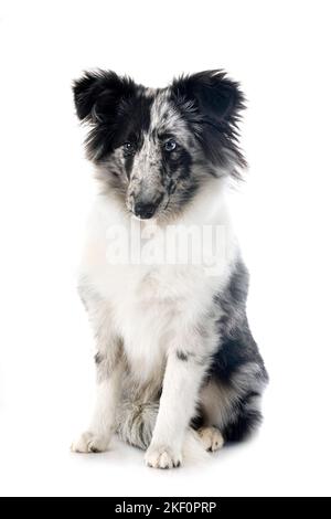 Shetland Sheepdog davanti a uno sfondo bianco Foto Stock