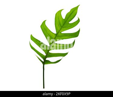 giungla tropicale monstera foglie isolate su uno sfondo bianco Foto Stock