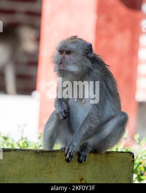 Il macaco che mangia granchio (Macaca fascicularis), noto anche come macaco a coda lunga e chiamato scimmia cynomolgus nei laboratori, è un ce Foto Stock