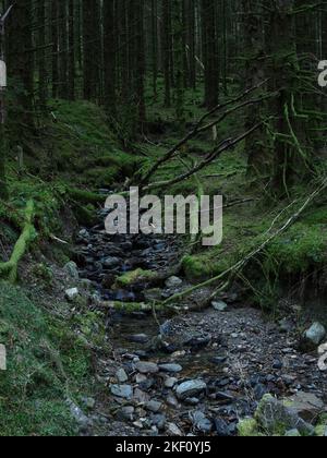 Bruciare o ruscello che corre attraverso vecchi danni da tempesta nel bosco a Balliemeanoch presso il fiume Cur. Vicino Strachur. Argyll e Bute. Scozia Foto Stock