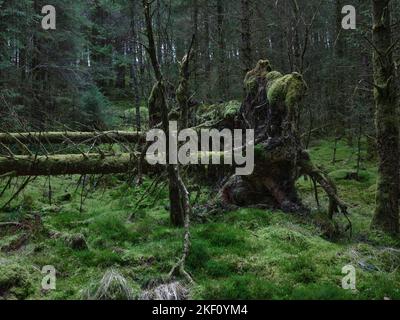 Vecchi danni da tempesta che mostrano i sistemi di radice esposti nella Foresta di Strachur da Balliemeanoch. Strachur. Argyll e Bute. Scozia Foto Stock