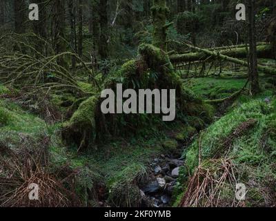 Vecchi danni da tempesta che mostrano i sistemi di radice esposti nella Foresta di Strachur da Balliemeanoch. Strachur. Argyll e Bute. Scozia Foto Stock