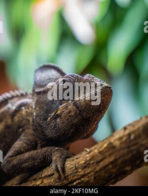 Un primo piano verticale di un gigante malgascio camaleonte sul ramo dell'albero Foto Stock