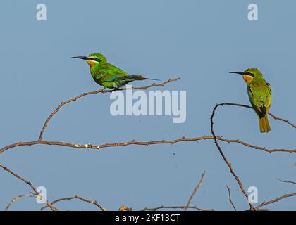 Un mangiatore di ape verde che si appollaia su un albero Foto Stock