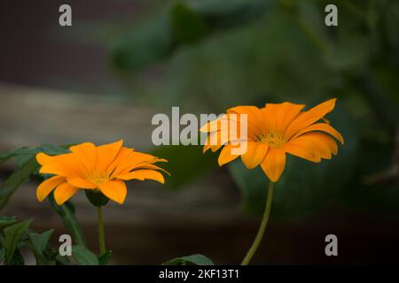 Due belle marigolds verticali di colore arancione caldo. Foto Stock