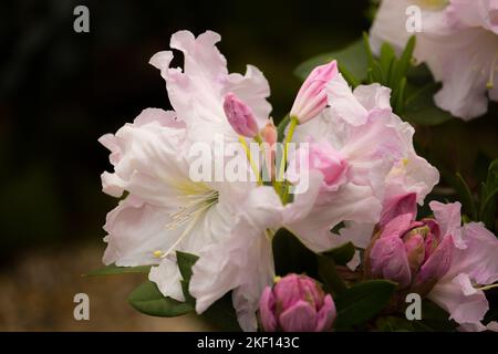 Bella rosa pallido rododendro fiori. Il nucleo dei fiori ha un delicato motivo giallo macchiato, le piume sono bianche. Foto Stock