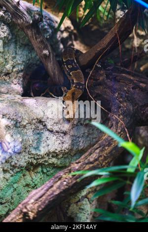 Un colpo verticale di un grande pitone reticolato (reticulatus malayopython) in una gabbia dello zoo Foto Stock