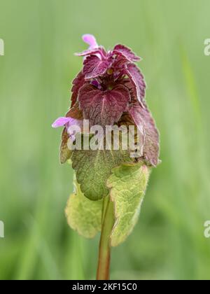 Rosso Nettle morto, Lamium purpurpurpureum, primo piano della testa fioritura Norfolk maggio Foto Stock