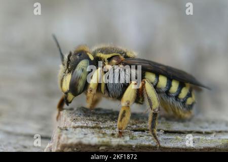 Dettaglio del primo piano su una femmina adulta fiorentina Woolcarder Bee, Anthidium florentinum seduta su legno Foto Stock