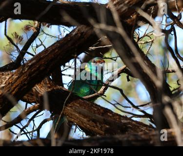 Un focus selettivo di un collo d'anello australiano (Barnardius zonarius) si è cucito su un ramo d'albero Foto Stock
