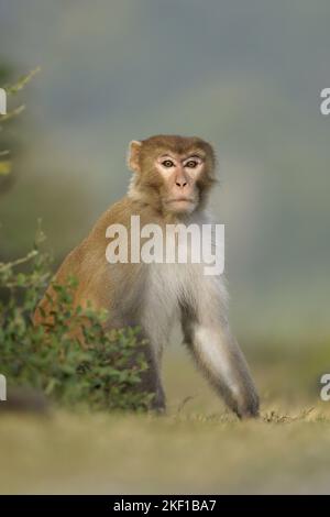 Macaco Rhesus Foto Stock