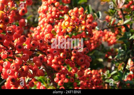 Un primo colpo di bacche commestibili rosse e selvatiche sui rami contro lo sfondo isolato Foto Stock