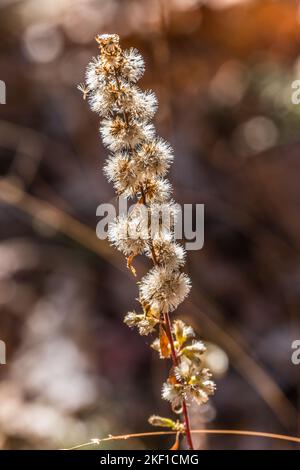 Una pianta alta di fiori selvatici morti essiccata piena di semi pronti a versare evidenziato dalla luce del sole in autunno Foto Stock