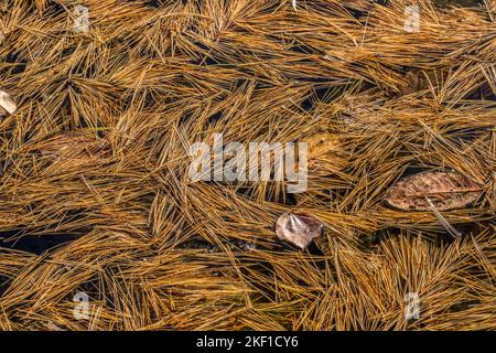 Abbondanza di aghi di pino che galleggiano sulla superficie dell'acqua con alcune foglie cadute in una giornata di sole in autunno Foto Stock