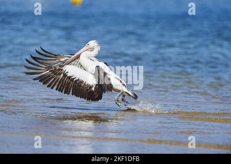 Pellicano australiano Foto Stock