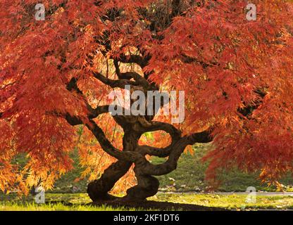 Acero giapponese, (Acer palmatum) colore autunno e tronco intrecciato Foto Stock