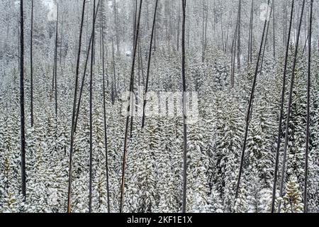 Foresta innevata di alloggi che si rigenera dopo un precedente incendio, Yellowstone National Park, Wyoming, USA Foto Stock