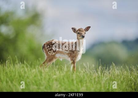 daino Foto Stock