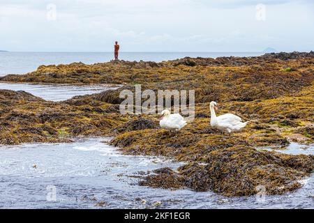Due cigni muti su rocce coperte di alghe a Saddell Bay sulla penisola di Kintyre, Argyll & Bute, Scozia UK - Grip di Antony Gormley è nel backgro Foto Stock
