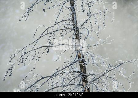 Alberi ghiacciati vicino a Soda Butte Creek, Yellowstone National Park, Wyoming, USA Foto Stock