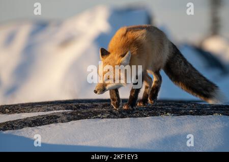 Volpe rossa, Churchill Manitoba Foto Stock