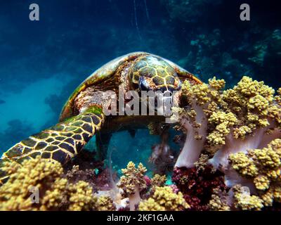 Tartaruga di mare di Hawksbill (specie CR) tartaruga di Hawksbill - Eretmochelys imbricata. Foto Stock